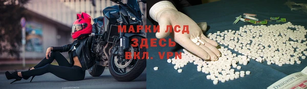 хмурый Аркадак